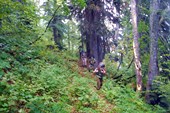 По тропе через лес